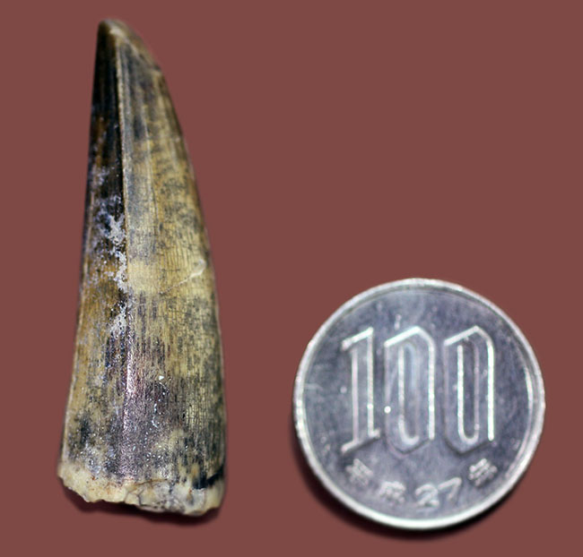 大変勝手ながらビギナーの方はご遠慮ください、恐竜マニア垂涎の品、二