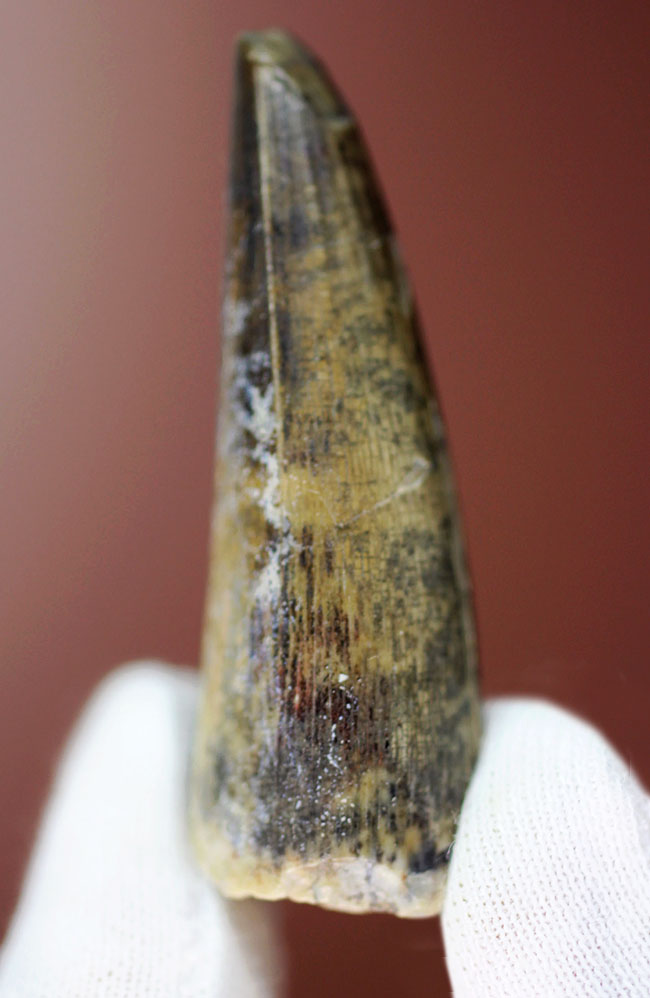 大変勝手ながらビギナーの方はご遠慮ください、恐竜マニア垂涎の品、二ジェール産スコミムスの歯化石(Suchomimus tenerensis)(その2)