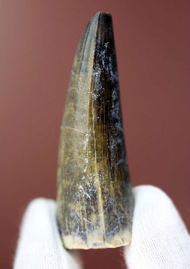 大変勝手ながらビギナーの方はご遠慮ください、恐竜マニア垂涎の品、二