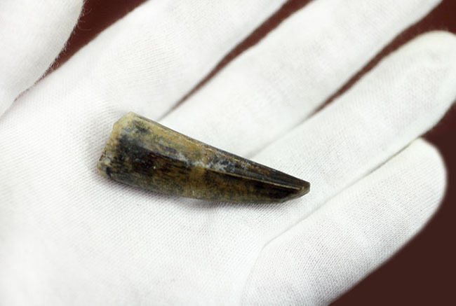 大変勝手ながらビギナーの方はご遠慮ください、恐竜マニア垂涎の品、二ジェール産スコミムスの歯化石(Suchomimus tenerensis)(その5)