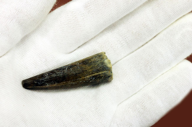 大変勝手ながらビギナーの方はご遠慮ください、恐竜マニア垂涎の品、二ジェール産スコミムスの歯化石(Suchomimus tenerensis)(その6)