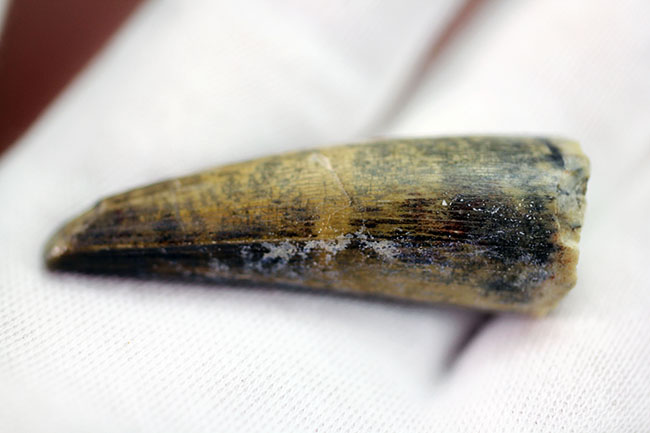 大変勝手ながらビギナーの方はご遠慮ください、恐竜マニア垂涎の品、二