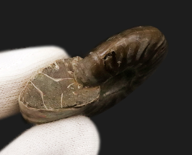 七色の輝き……マダガスカルが生んだ、約1億年前の遊色アンモナイト、クレオニセラス（Cleoniceras）（その6）