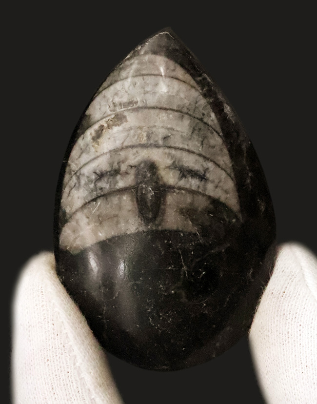 短く丸みを帯びた殻をもつ、古代のオウムガイの仲間……ゴンフォセラス（Gomphoceras）の化石（その1）