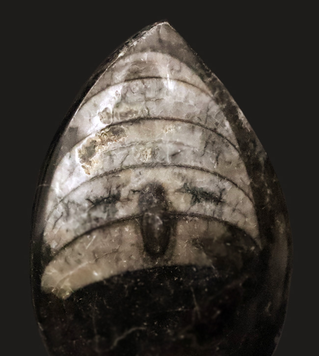 短く丸みを帯びた殻をもつ、古代のオウムガイの仲間……ゴンフォセラス（Gomphoceras）の化石（その2）