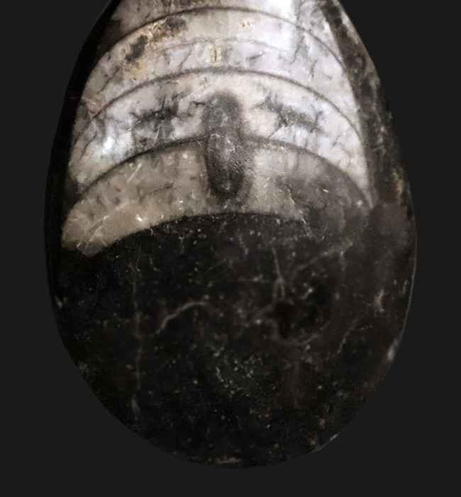 短く丸みを帯びた殻をもつ、古代のオウムガイの仲間……ゴンフォセラス（Gomphoceras）の化石（その3）