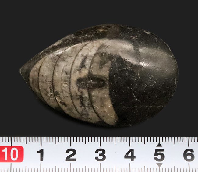 古代の貝 貝の化石 Fossil Shell - greenfloat