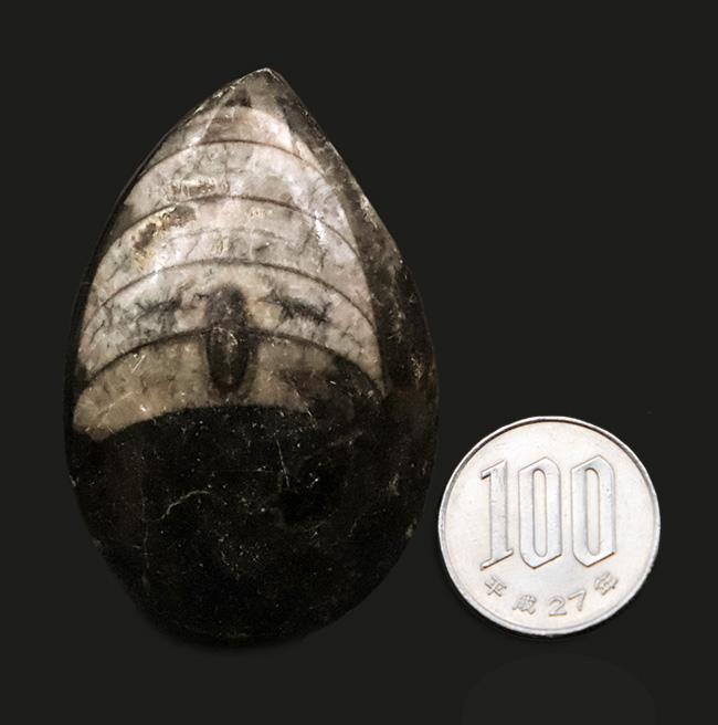 短く丸みを帯びた殻をもつ、古代のオウムガイの仲間