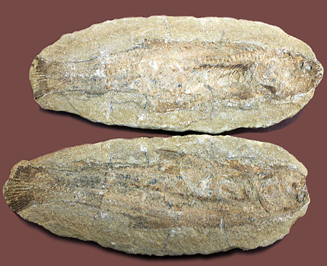 ブラジル・サンタナフォーメーション産の絶滅古代魚、タッリアス・アラリピス（Tharrhias araripis）のネガポジ標本（その1）