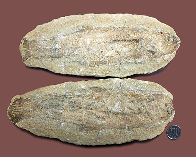 ブラジル・サンタナフォーメーション産の絶滅古代魚、タッリアス・アラリピス（Tharrhias araripis）のネガポジ標本（その11）
