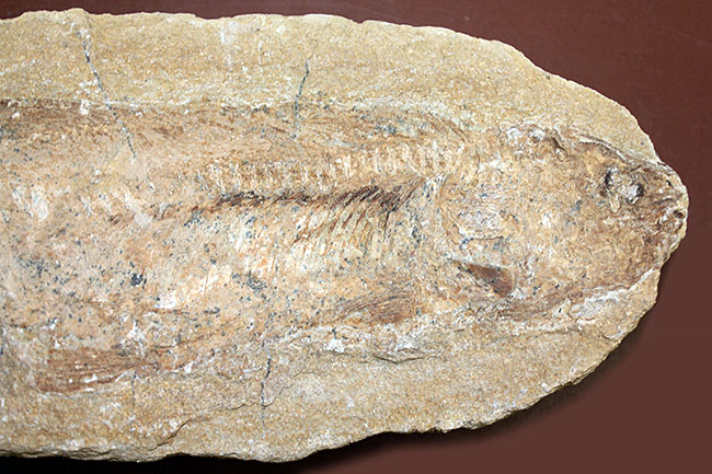 ブラジル・サンタナフォーメーション産の絶滅古代魚、タッリアス・アラリピス（Tharrhias araripis）のネガポジ標本（その2）