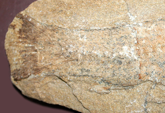ブラジル・サンタナフォーメーション産の絶滅古代魚、タッリアス・アラリピス（Tharrhias araripis）のネガポジ標本（その4）