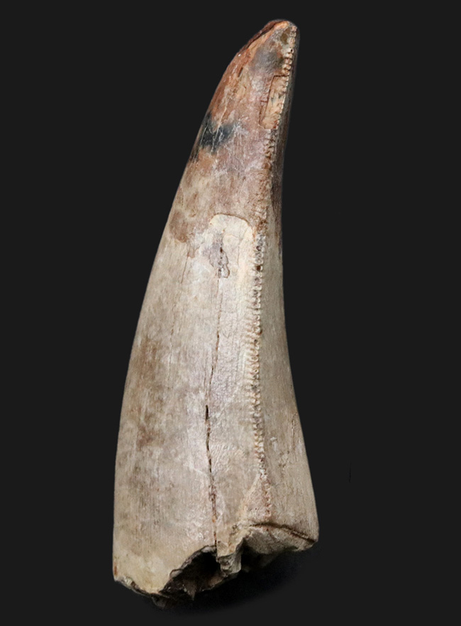 あのティラノサウルス・レックスの祖先、白亜紀後期の北米の王、ダスプレトサウルス・トロスス（Daspletosaurus torosus）の良形の歯化石（その1）