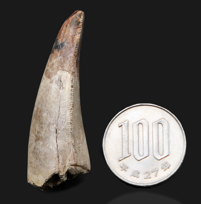 あのティラノサウルス・レックスの祖先、白亜紀後期の北米の王、ダスプレトサウルス・トロスス(Daspletosaurus torosus)の良形の歯化石(その11)