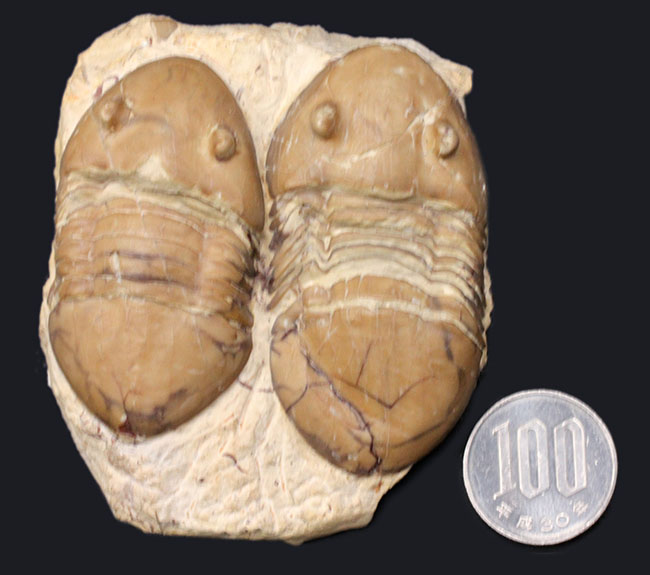 兄弟のような並びが面白い！珍しい米国産のアサフス目の三葉虫、ホモテラス・ブロミデンシス（Homotelus bromidensis）のマルチ化石（その10）