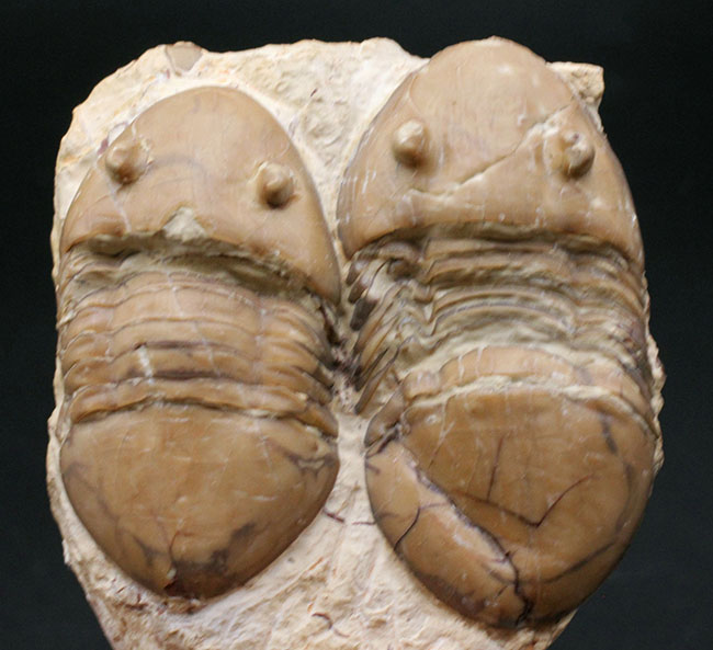兄弟のような並びが面白い！珍しい米国産のアサフス目の三葉虫、ホモテラス・ブロミデンシス（Homotelus bromidensis）のマルチ化石（その2）