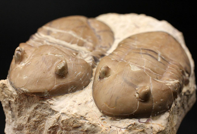 兄弟のような並びが面白い！珍しい米国産のアサフス目の三葉虫、ホモテラス・ブロミデンシス（Homotelus bromidensis）のマルチ化石（その3）
