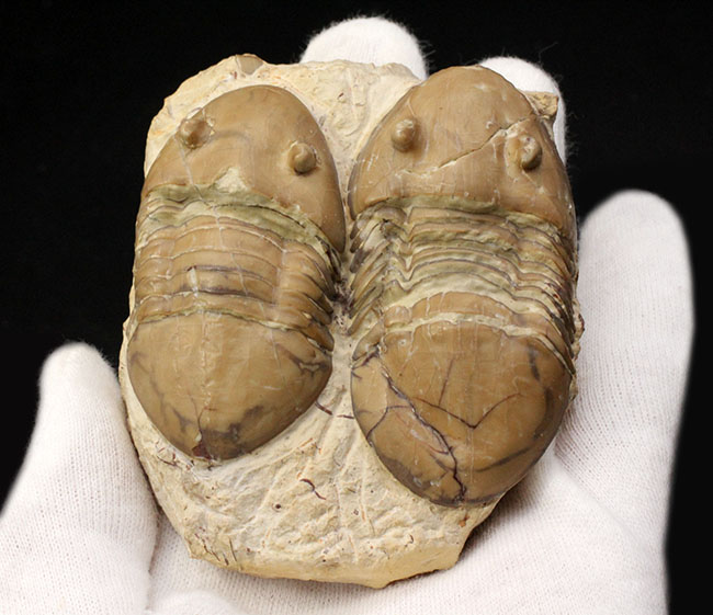 兄弟のような並びが面白い!珍しい米国産のアサフス目の三葉虫、ホモテラス・ブロミデンシス(Homotelus bromidensis)のマルチ化石(その5)