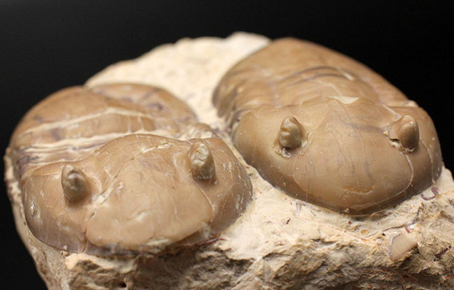 兄弟のような並びが面白い！珍しい米国産のアサフス目の三葉虫、ホモテラス・ブロミデンシス（Homotelus bromidensis）のマルチ化石（その6）
