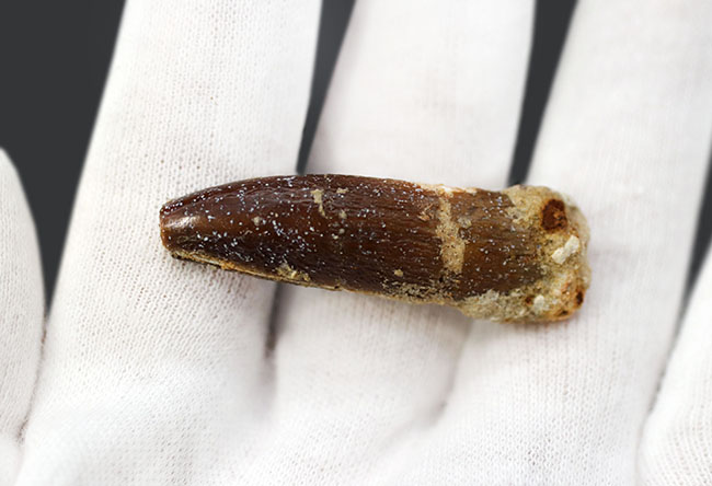 ジュラ紀の巨大な草食恐竜、ケイティオサウルス（Cetiosaurus）の歯