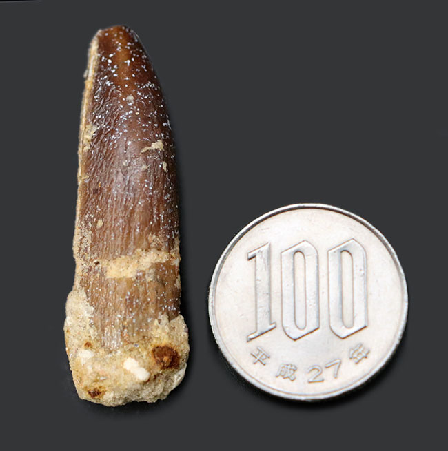 ジュラ紀の巨大な草食恐竜、ケイティオサウルス（Cetiosaurus）の歯
