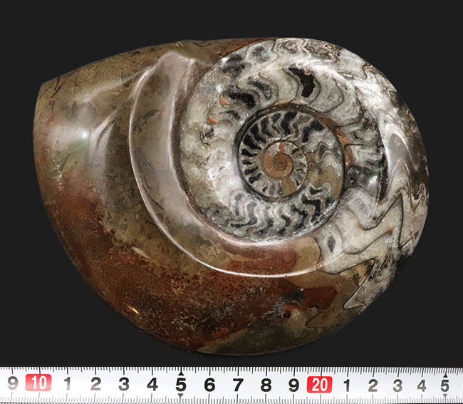 ゴニオクリメニアの化石 アンモナイト モロッコ産 化石 デボン紀 大きめサイズ ゴニオクリメニアの化石 アンモナイト モロッコ産 化石 デボン紀