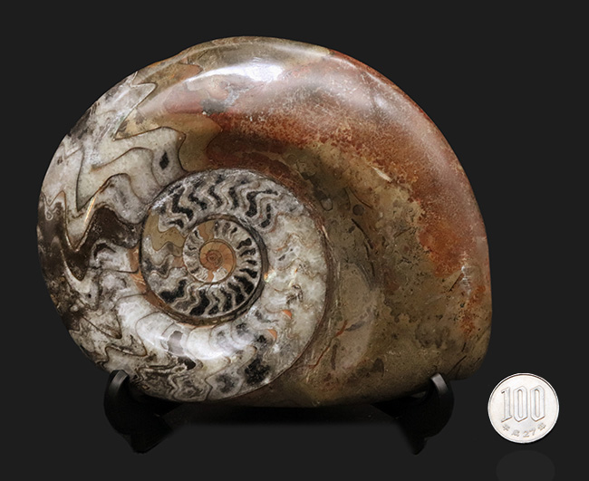 147ミリ級のビッグサイズ！美しい模様にもご注目！古生代デボン紀の