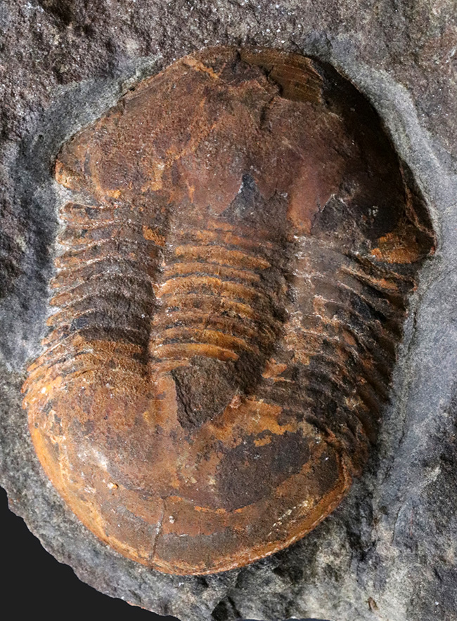 レア！オルドビス紀モロッコ産三葉虫、エクティラエヌス（Ectillaenus perovalis）のネガポジ化石（その1）
