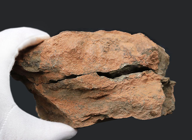 レア！オルドビス紀モロッコ産三葉虫、エクティラエヌス（Ectillaenus perovalis）のネガポジ化石（その10）