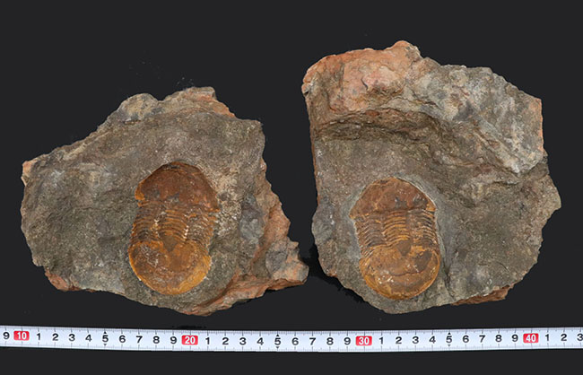 レア！オルドビス紀モロッコ産三葉虫、エクティラエヌス（Ectillaenus perovalis）のネガポジ化石 三葉虫 販売