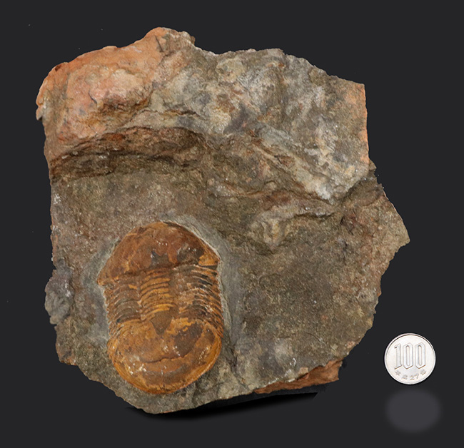 レア！オルドビス紀モロッコ産三葉虫、エクティラエヌス（Ectillaenus perovalis）のネガポジ化石（その12）