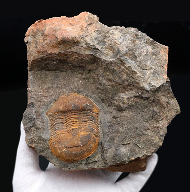 レア！オルドビス紀モロッコ産三葉虫、エクティラエヌス（Ectillaenus perovalis）のネガポジ化石（その2）
