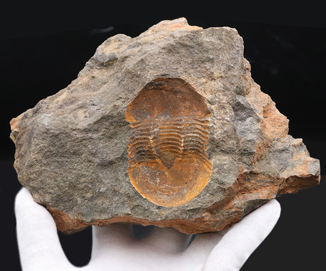 レア！オルドビス紀モロッコ産三葉虫、エクティラエヌス（Ectillaenus perovalis）のネガポジ化石（その3）