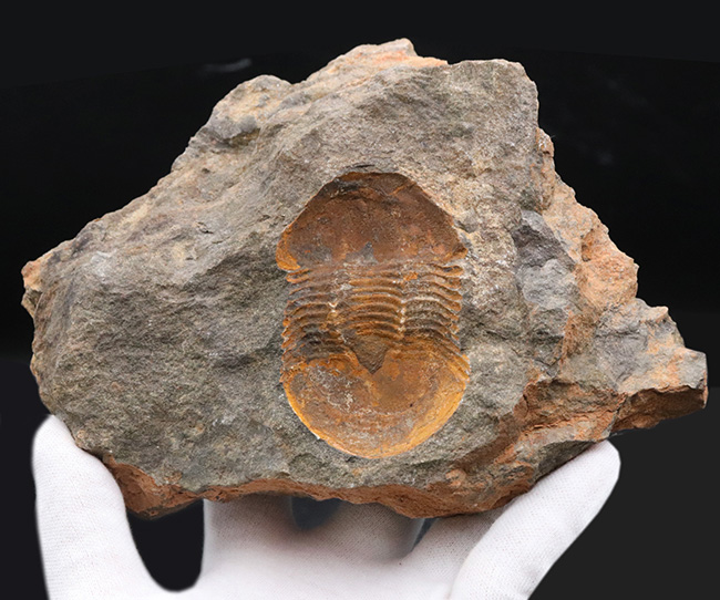 レア！オルドビス紀モロッコ産三葉虫、エクティラエヌス（Ectillaenus perovalis）のネガポジ化石