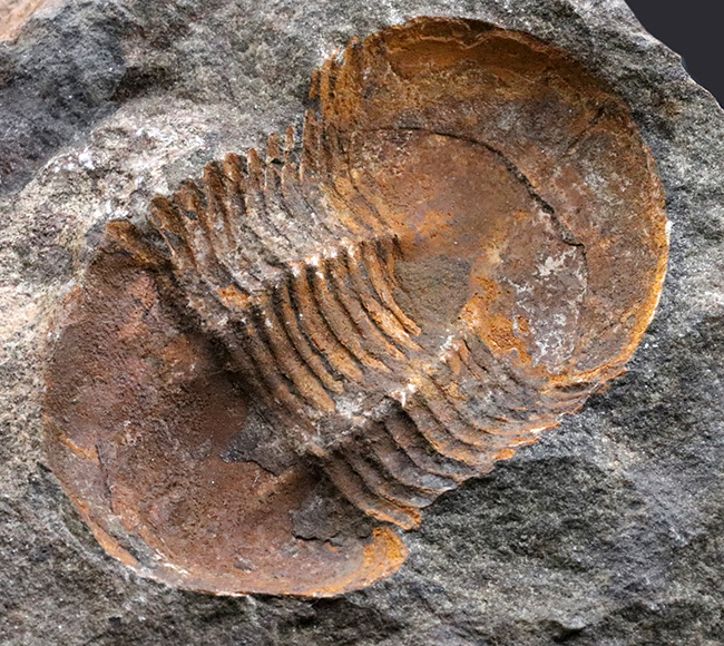 レア！オルドビス紀モロッコ産三葉虫、エクティラエヌス（Ectillaenus perovalis）のネガポジ化石（その4）
