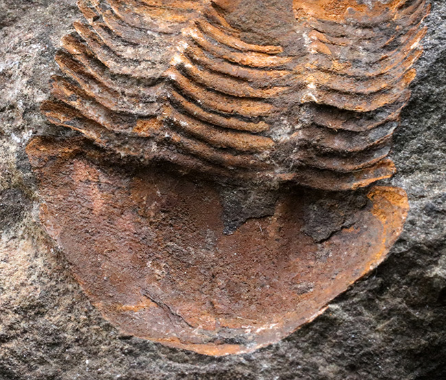 レア！オルドビス紀モロッコ産三葉虫、エクティラエヌス（Ectillaenus perovalis）のネガポジ化石（その5）