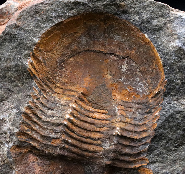 レア！オルドビス紀モロッコ産三葉虫、エクティラエヌス（Ectillaenus perovalis）のネガポジ化石（その6）