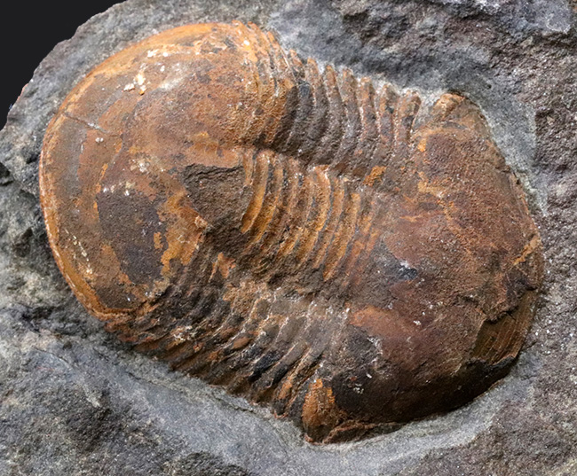 レア！オルドビス紀モロッコ産三葉虫、エクティラエヌス（Ectillaenus perovalis）のネガポジ化石（その7）