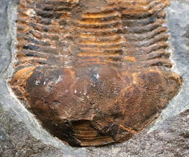 レア！オルドビス紀モロッコ産三葉虫、エクティラエヌス（Ectillaenus perovalis）のネガポジ化石（その8）