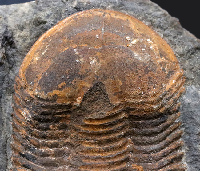 レア！オルドビス紀モロッコ産三葉虫、エクティラエヌス（Ectillaenus perovalis）のネガポジ化石（その9）