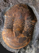 レア！オルドビス紀モロッコ産三葉虫、エクティラエヌス（Ectillaenus perovalis）のネガポジ化石