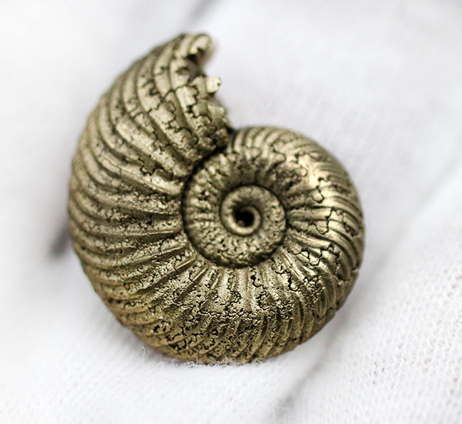 黄鉄鉱化アンモナイト　ロシア パイライト化 アンモナイト 8.9g XMR495 ロシア サラトフ州産 黄鉄鉱