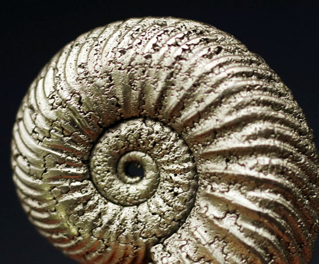 黄鉄鉱化アンモナイト　ロシア べストクオリティ！ロシア産の黄鉄鉱化アンモナイト、クエンステッド