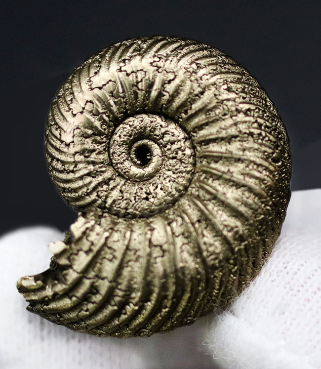 ザ・パーフェクト！ロシア産黄鉄鉱化アンモナイト、クエンステッド