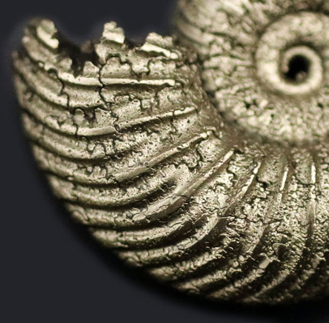 黄鉄鉱化アンモナイト　ロシア べストクオリティ！ロシア産の黄鉄鉱化アンモナイト、クエンステッド