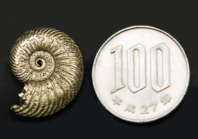 ザ・パーフェクト！ロシア産黄鉄鉱化アンモナイト、クエンステッド