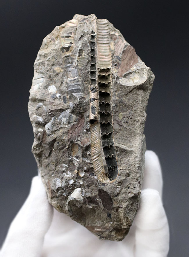 特徴的な180度ターンが保存されたポリプチコセラス(Polyptychoceras)。北海道を代表する異常巻きアンモナイトの一つ。内部の隔壁の変化にご注目ください。(その1)