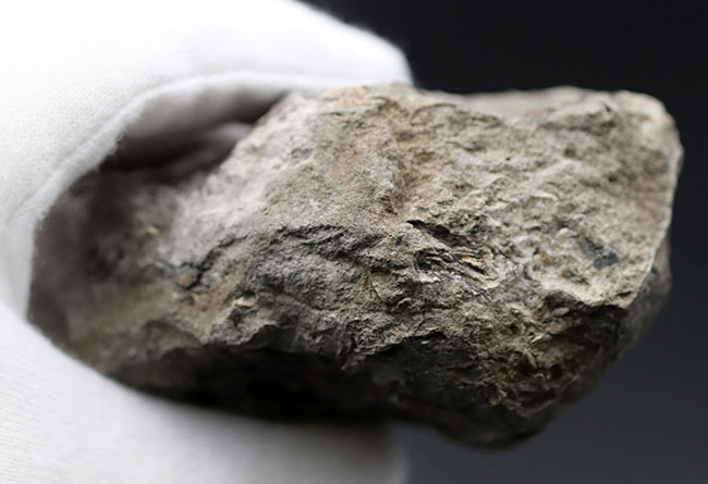 特徴的な180度ターンが保存されたポリプチコセラス(Polyptychoceras)。北海道を代表する異常巻きアンモナイトの一つ。内部の隔壁の変化にご注目ください。(その10)