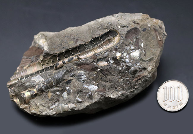 特徴的な180度ターンが保存されたポリプチコセラス(Polyptychoceras)。北海道を代表する異常巻きアンモナイトの一つ。内部の隔壁の変化にご注目ください。(その11)