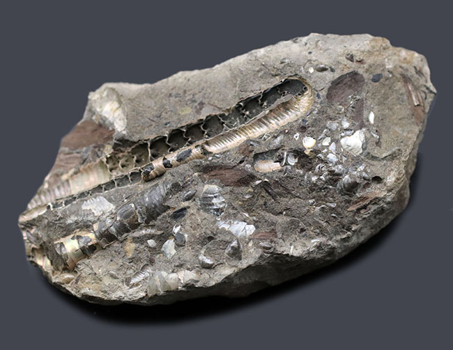 特徴的な180度ターンが保存されたポリプチコセラス(Polyptychoceras)。北海道を代表する異常巻きアンモナイトの一つ。内部の隔壁の変化にご注目ください。(その2)